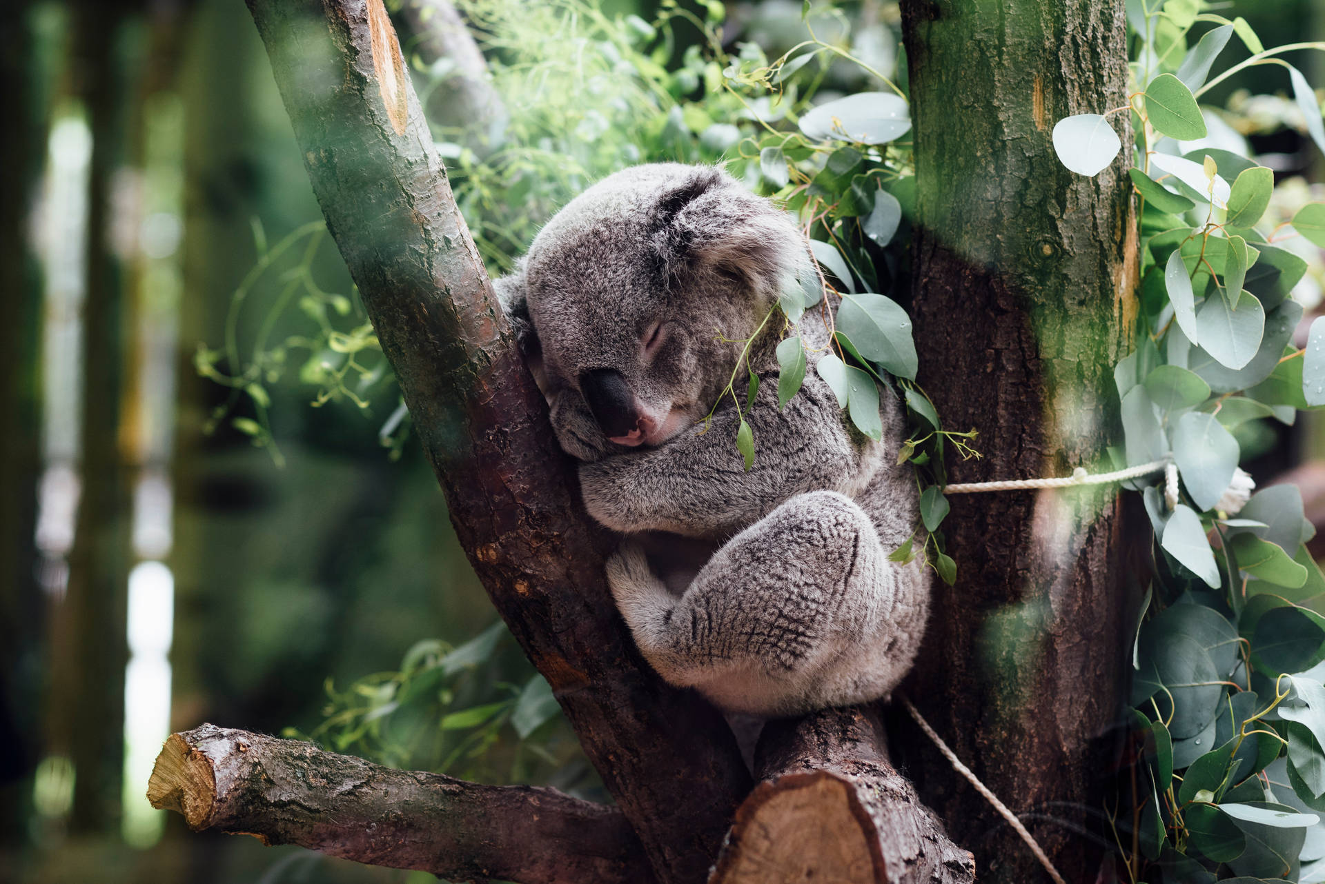 Caption: Adorable Koala Resting Comfortably On A Eucalyptus Branch Wallpaper