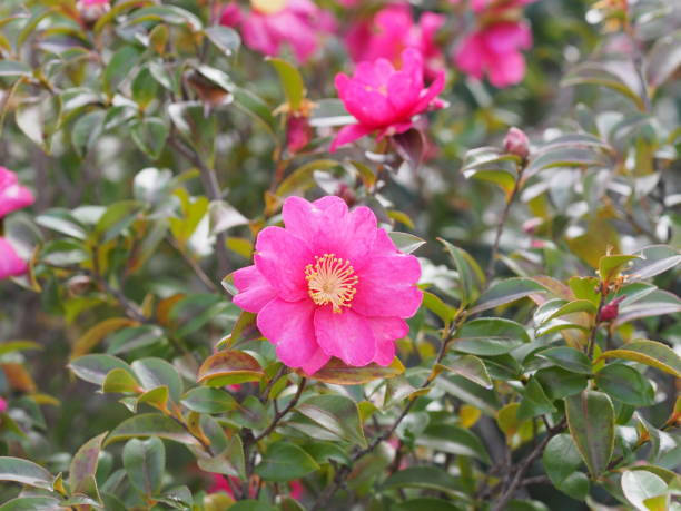 Caption: Beautiful Bloom Of Camellia Sasanqua In Morning Light Wallpaper