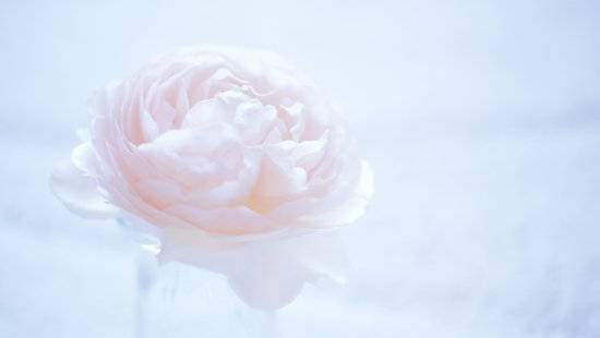 Caption: Blooming Camellia Sasanqua In Bright Sunlight Wallpaper