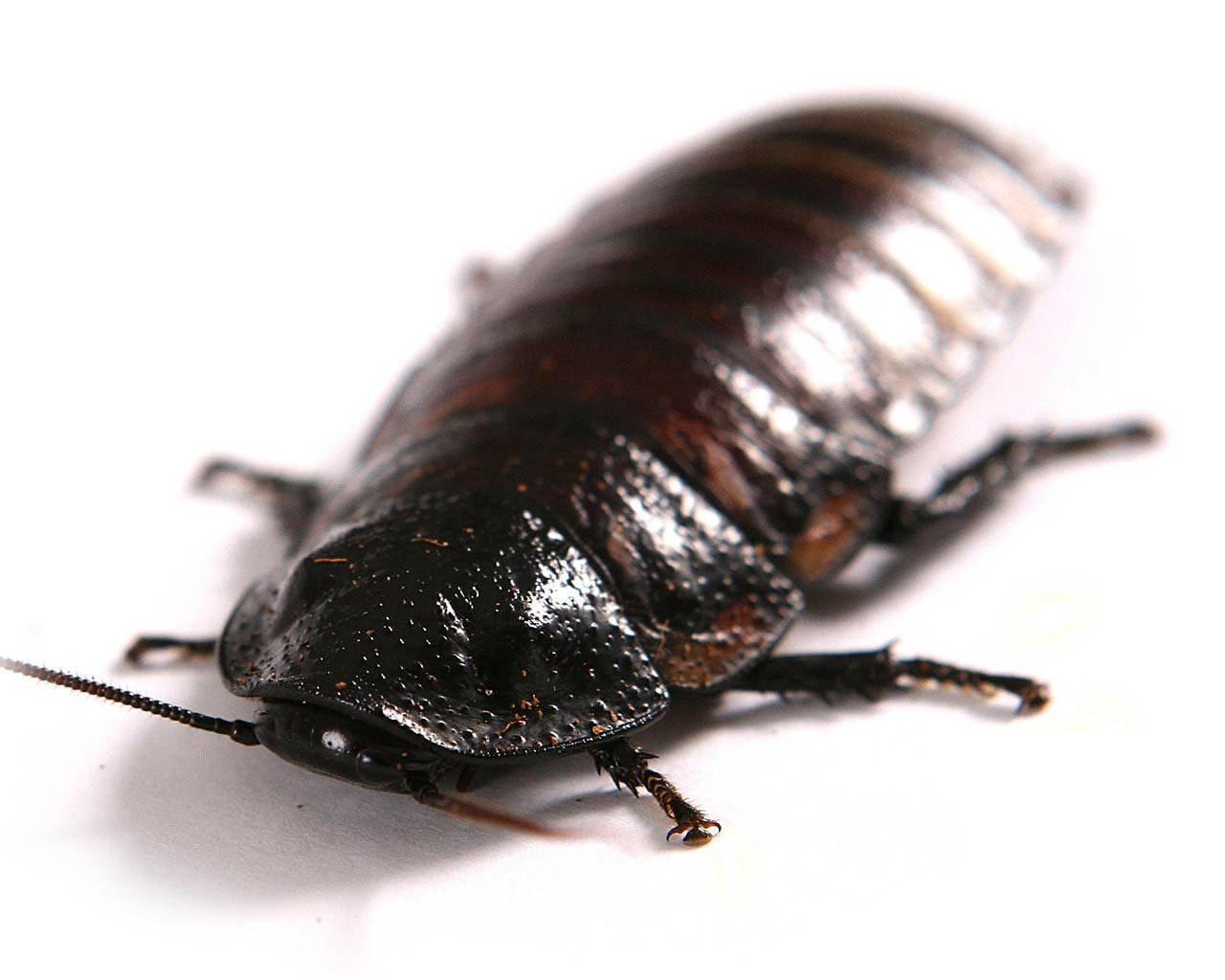 Caption: Close-up View Of A Big Black Oriental Cockroach Wallpaper