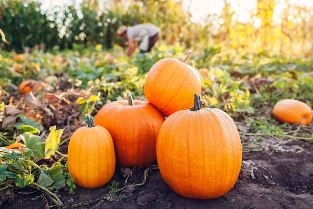 Caption: Festive Fall Pumpkin Display Wallpaper