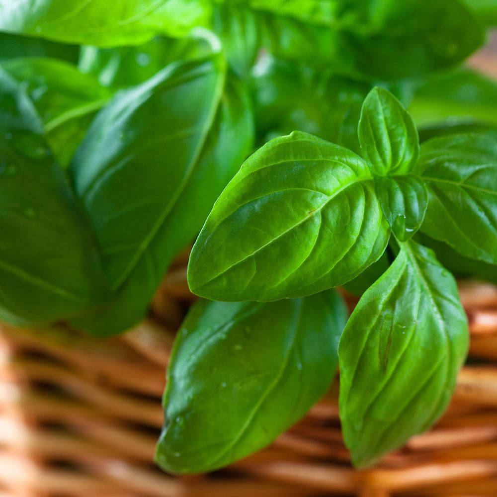 Caption: Fresh Green Basil Leaves In A Basket. Wallpaper