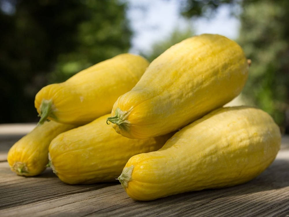 Caption: Harvested Fresh Yellow Squash Wallpaper