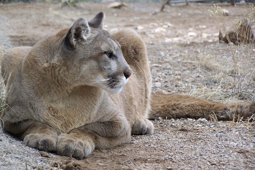 Caption: Majestic Cougar In The Wilderness Wallpaper