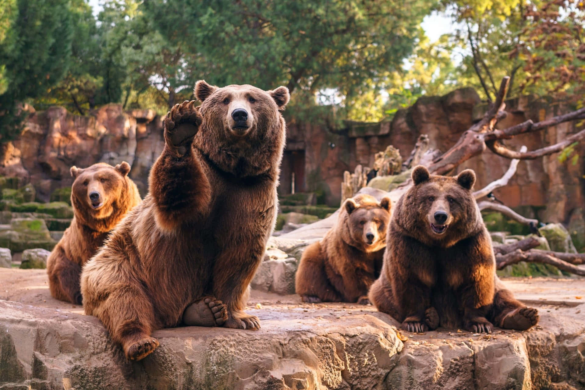 Caption: Majestic Grizzly Bears At The Zoo Wallpaper