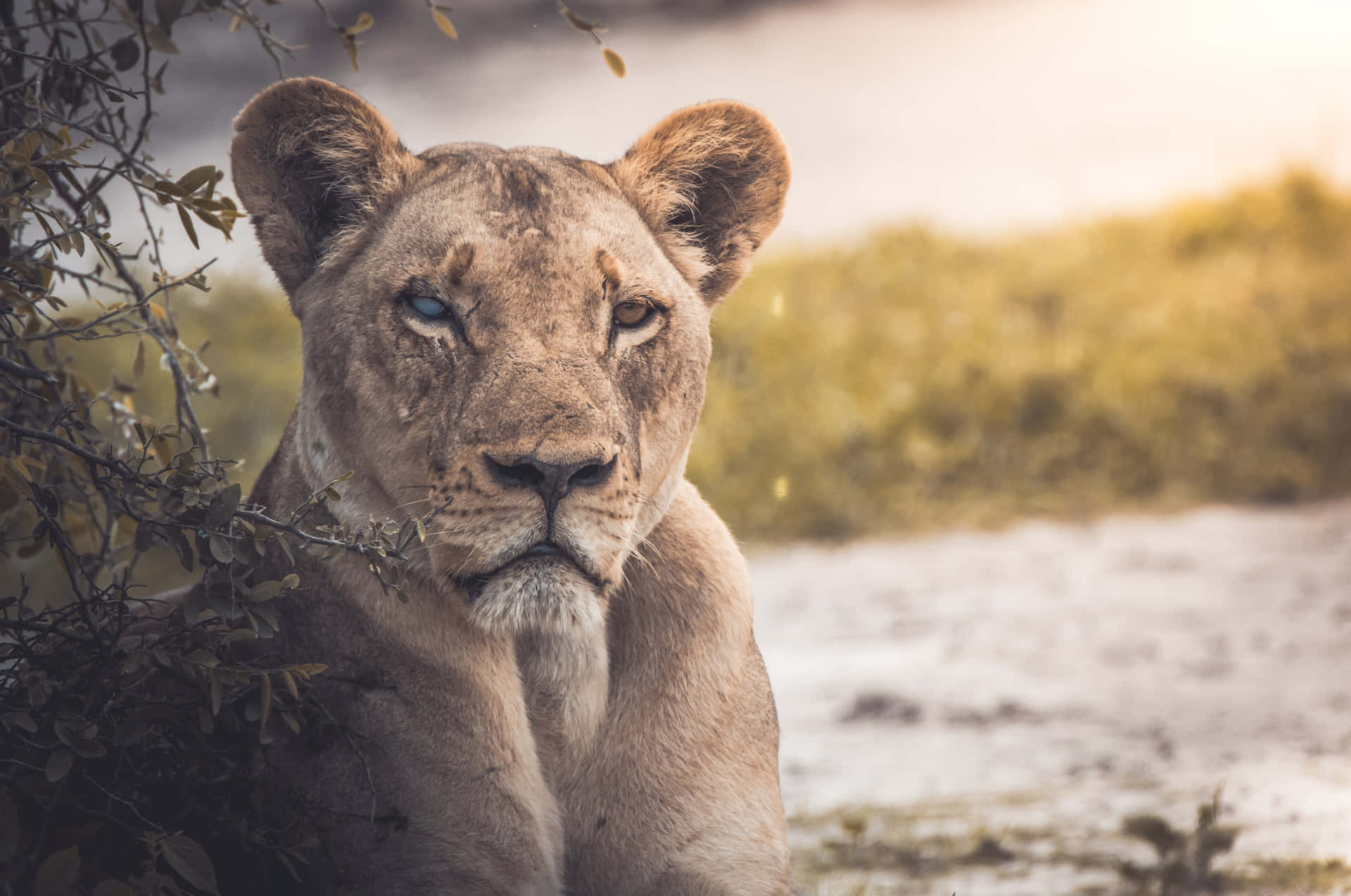 Caption: Majestic Lioness By The River Wallpaper