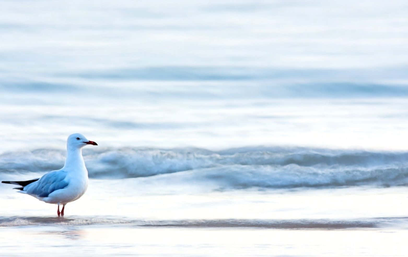 Caption: Majestic Seagull Soaring Through A Vibrant Sky Wallpaper