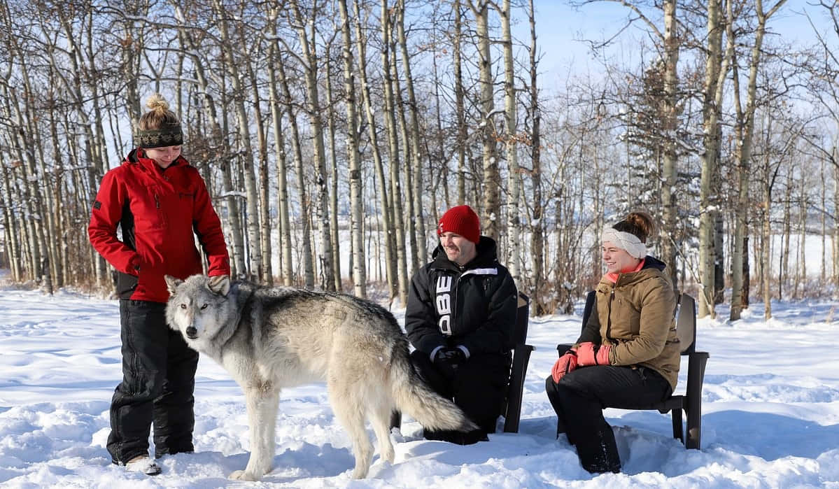 Caption: Majestic Wolfdog In Natural Environment Wallpaper