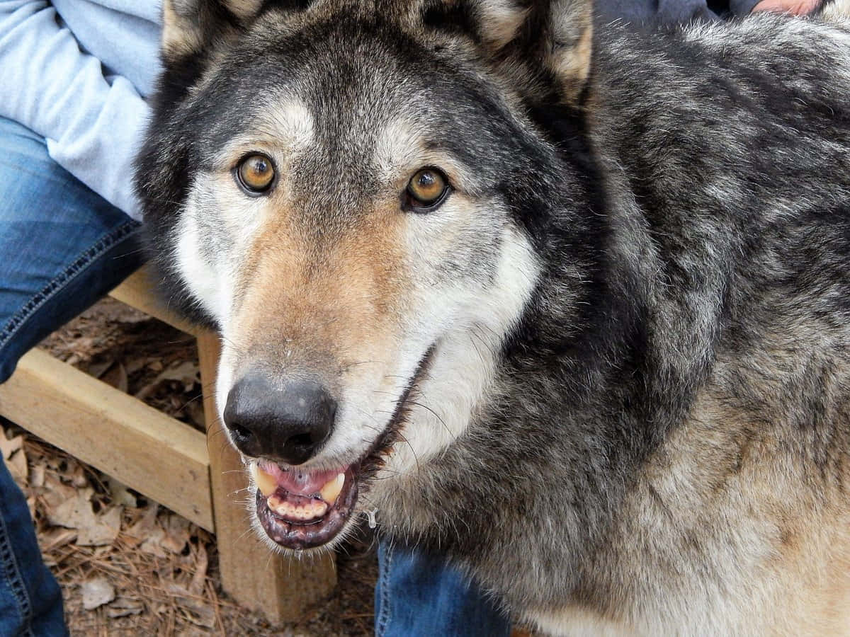 Caption: Majestic Wolfdog Stands Tall In The Wilderness Wallpaper