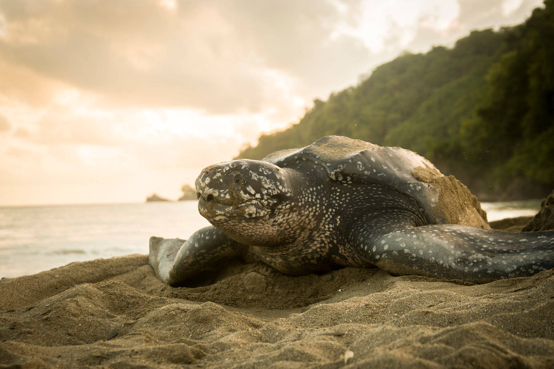 Caption: Pristine Wildlife In French Guiana - A Sea Turtle On Shore Wallpaper