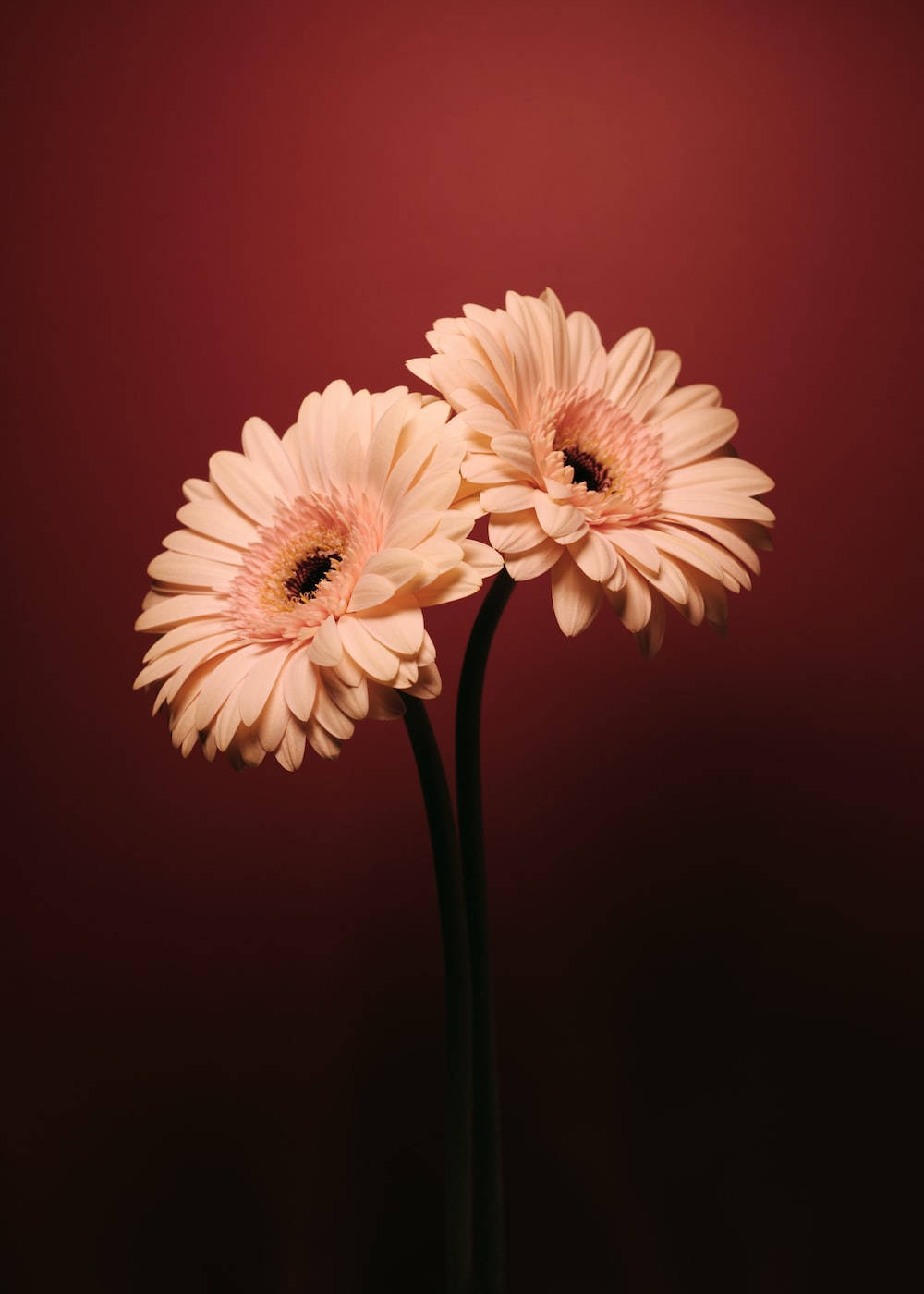 Caption: The Best Hd Phone Showcasing A Brilliant Daisies Display Wallpaper