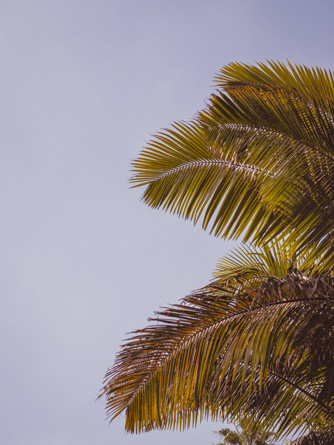 Caption: Tropical Elegance On Iphone 11 Pro 4k Wallpaper