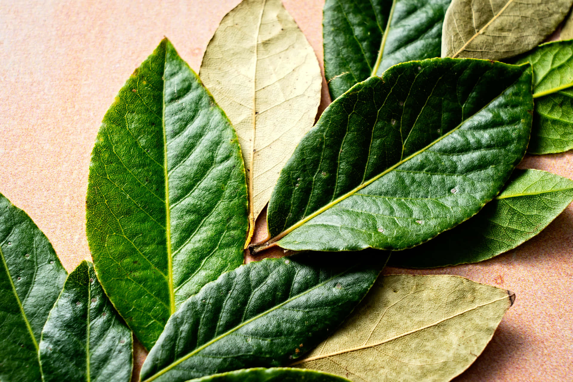 Caption: Vibrant Green Leaf Close-up Wallpaper