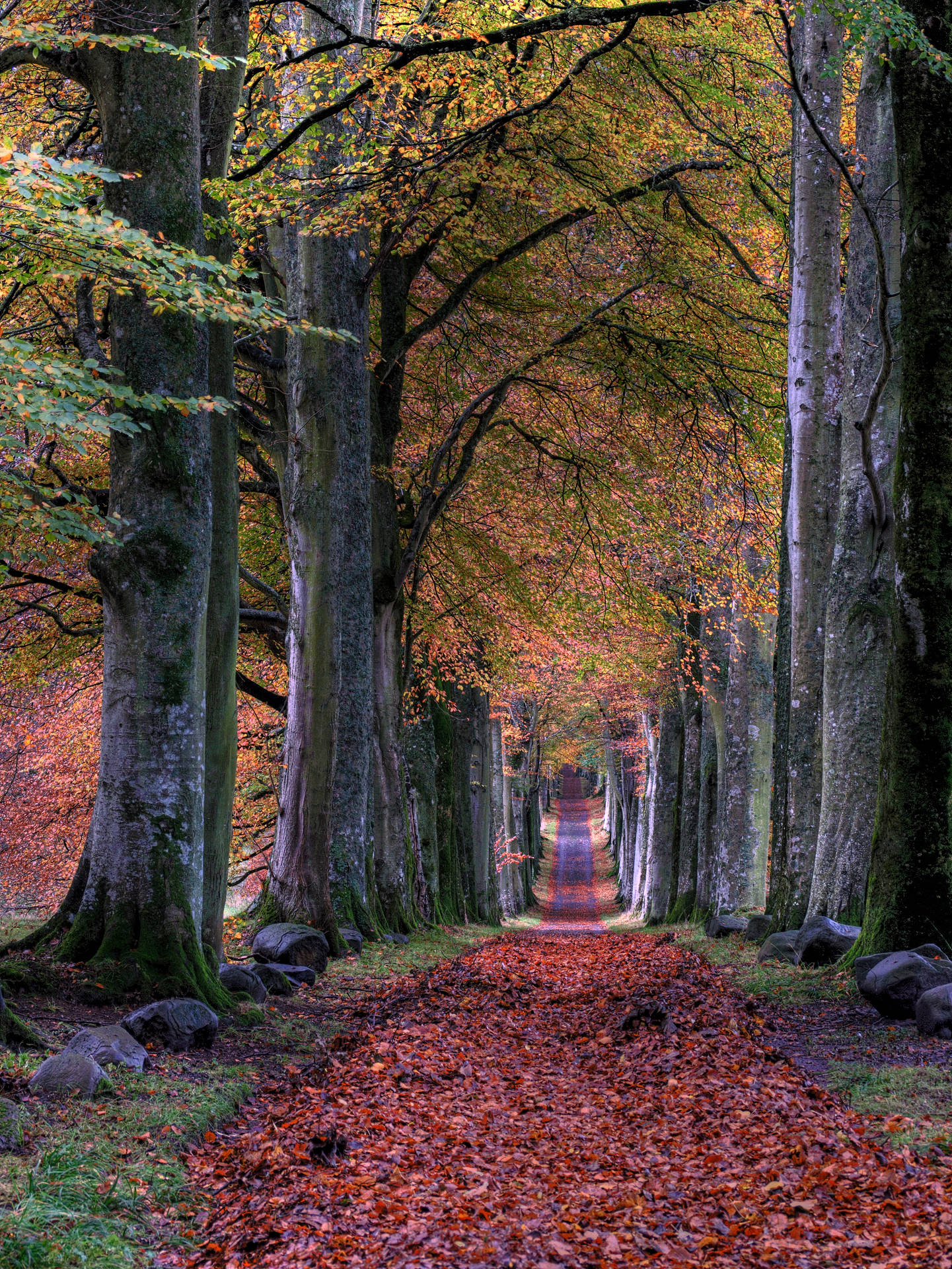 Captivating Autumn Forrest Path Wallpaper