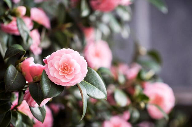 Captivating Camellia Sasanqua In Full Bloom Wallpaper