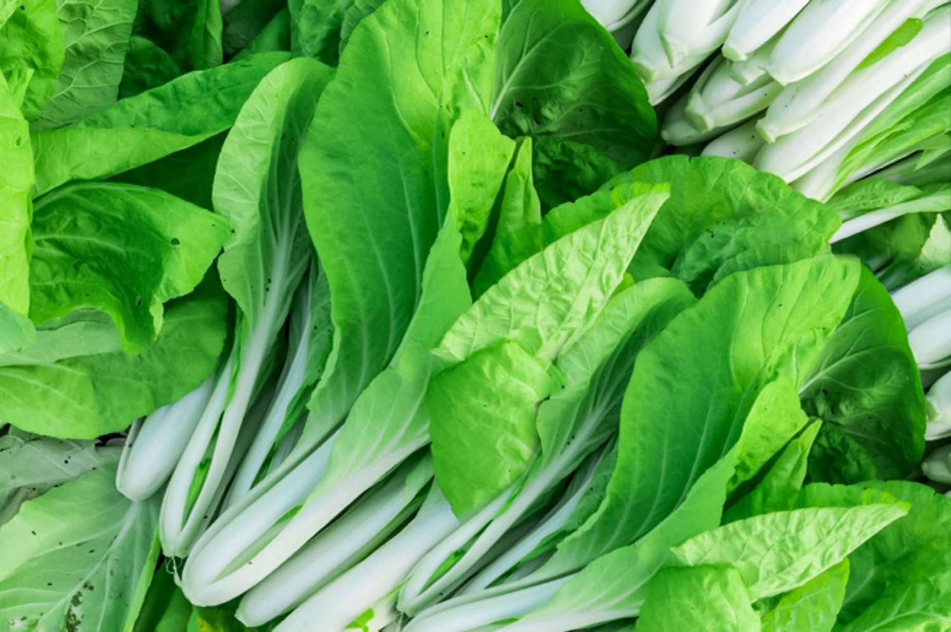 Captivating Fresh Bok Choy Wallpaper