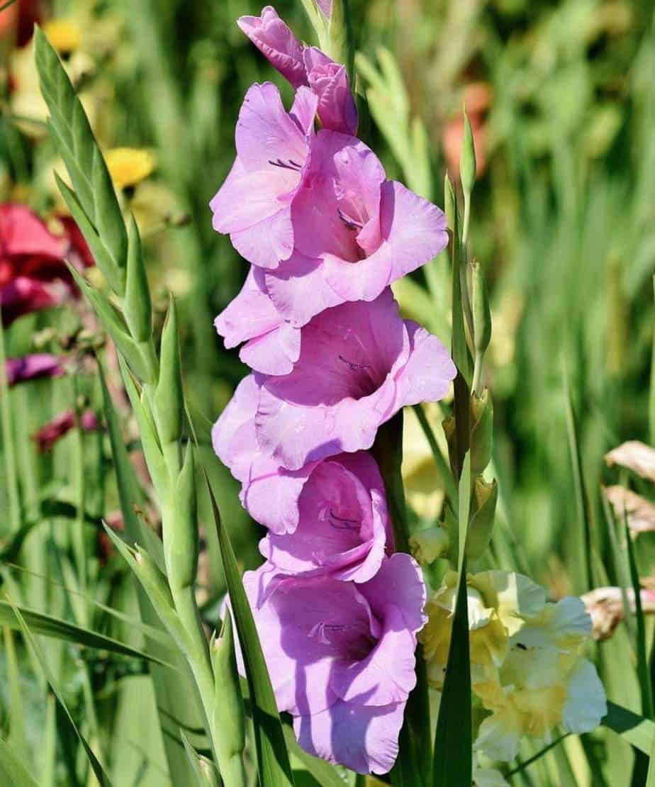 Captivating Gladiolus Field Wallpaper