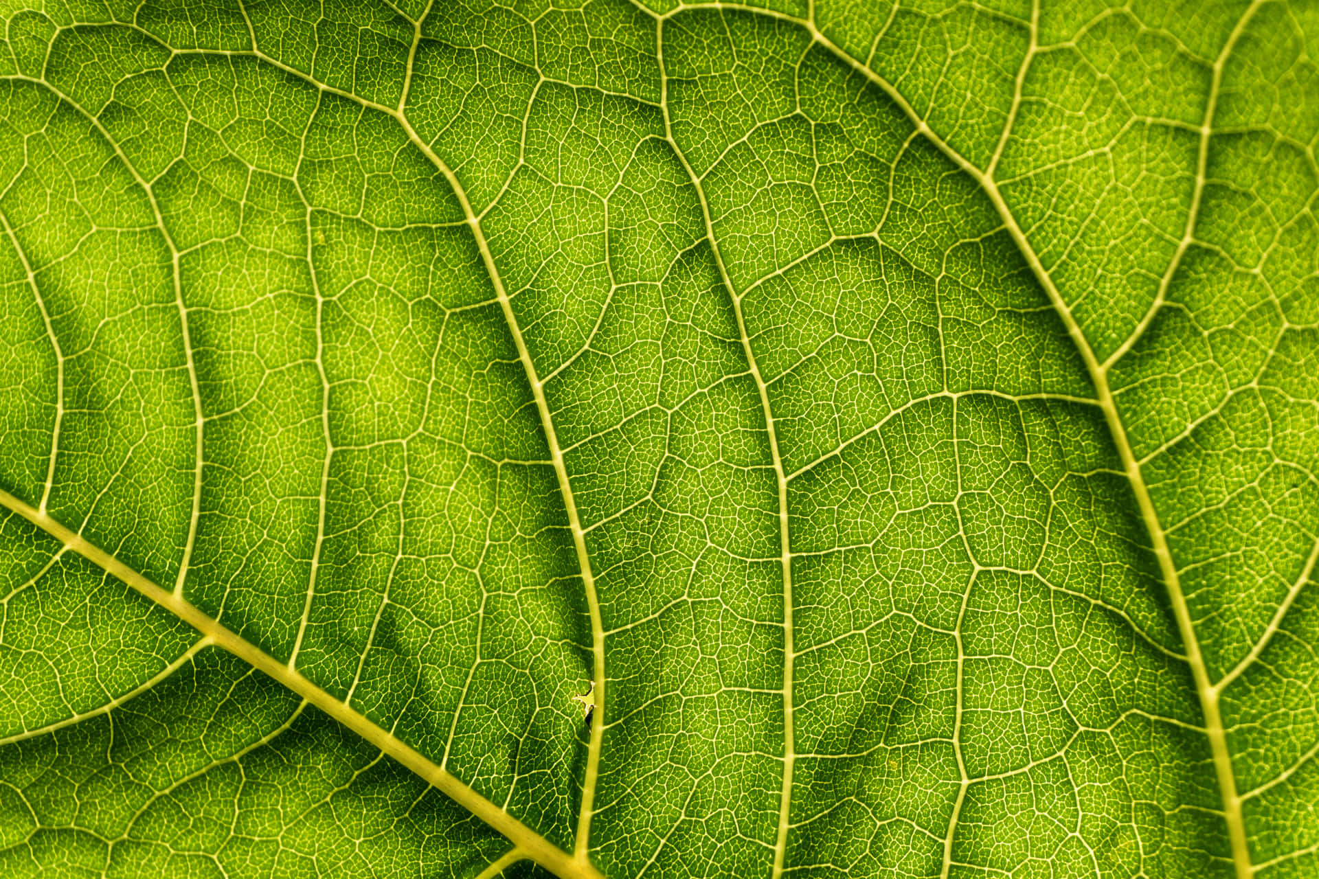 Captivating Green Leaf In Natural Light Wallpaper