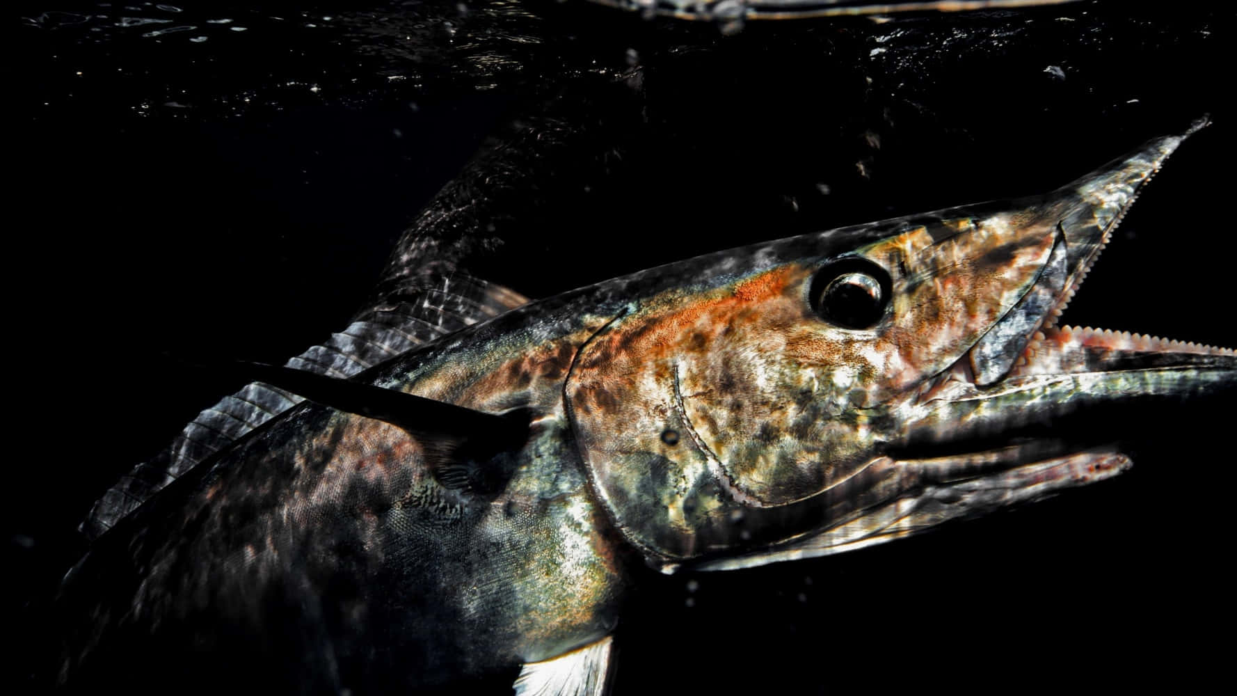 Captivating Underwater View Of A Thriving Wahoo Fish Wallpaper