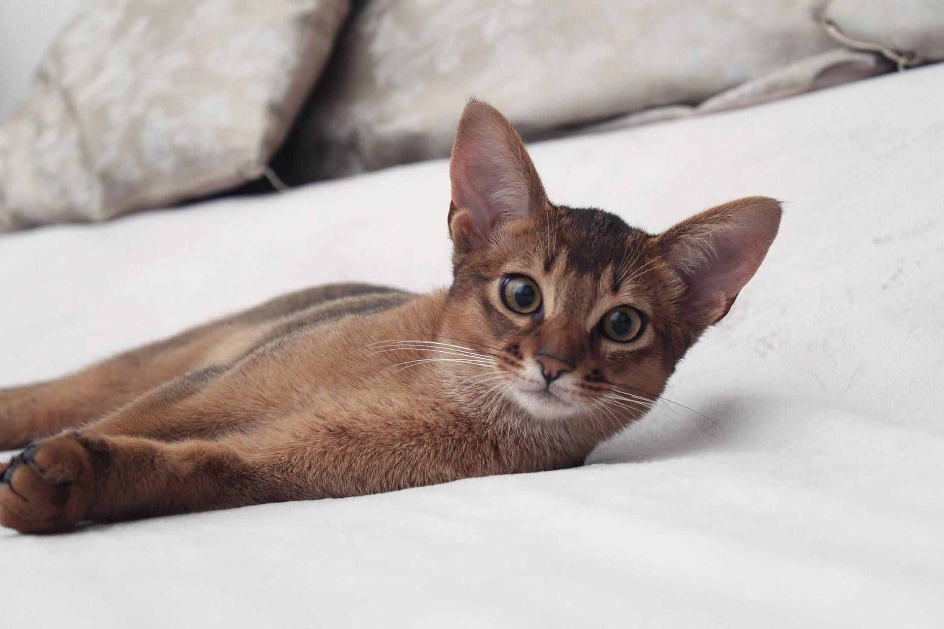 Cat In Bed Wallpaper