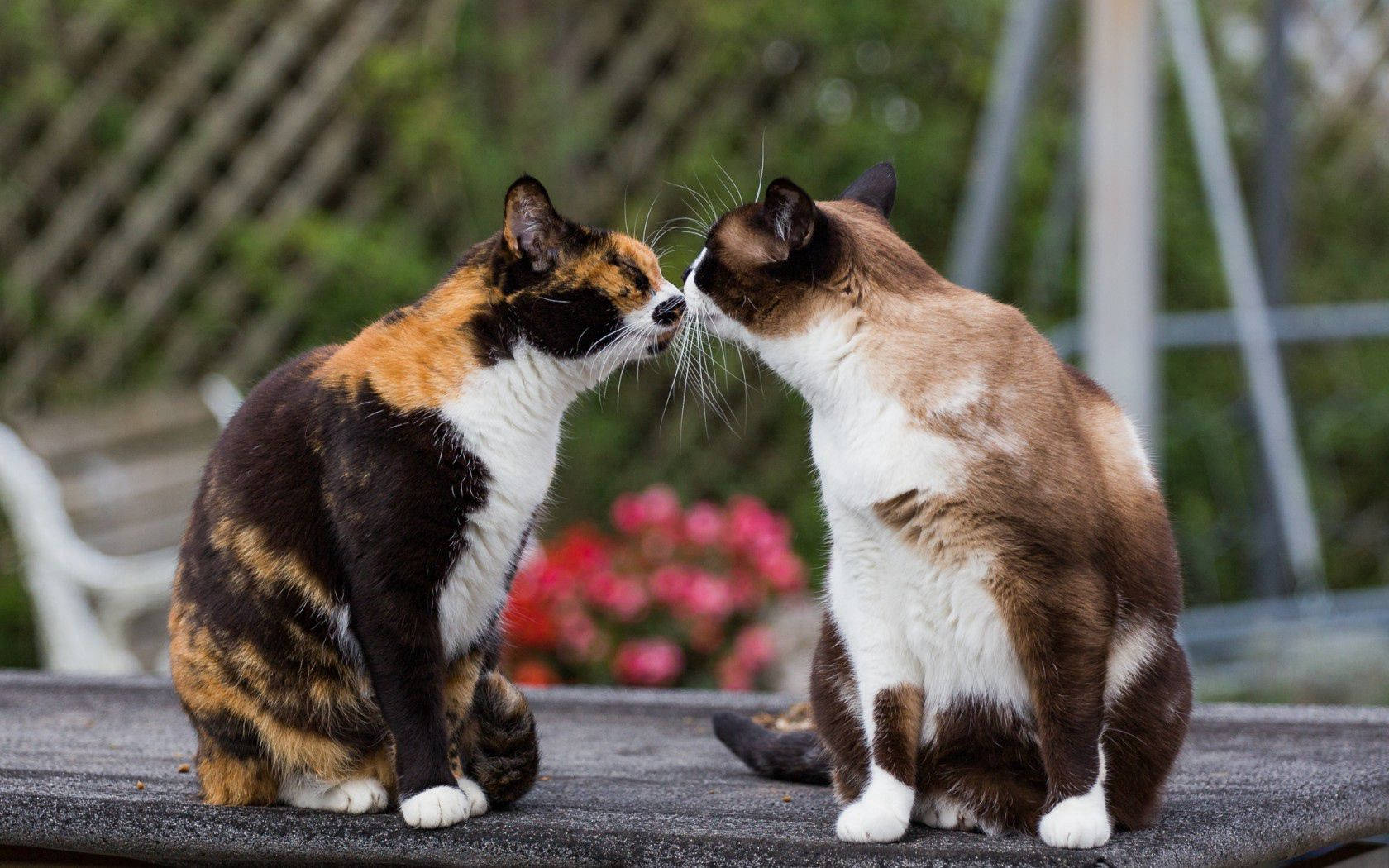 Cat Kissing Wallpaper