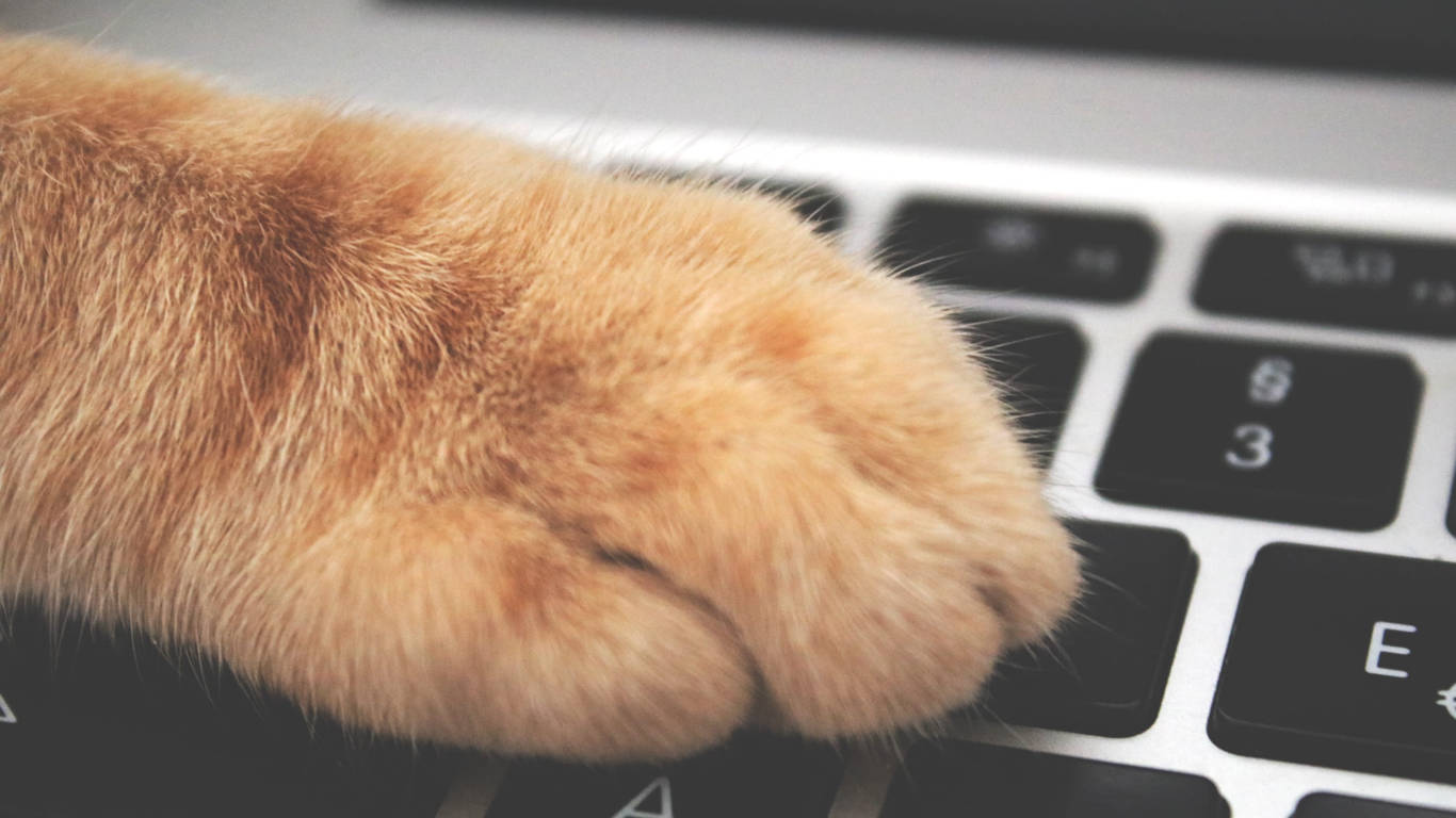 Cat Paw Minimalist Keyboard Wallpaper
