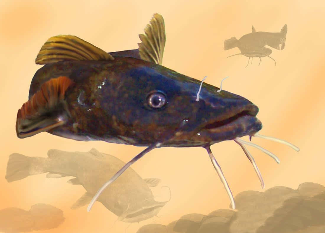 Catfish Painting Wallpaper