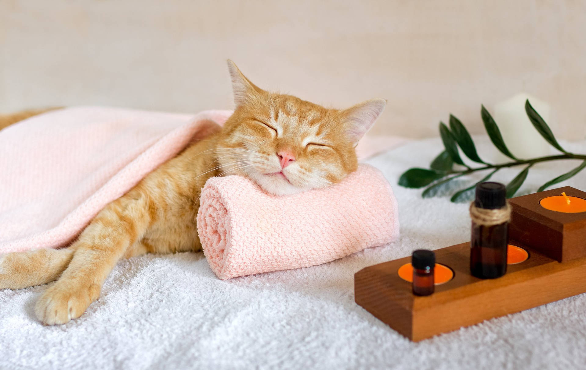 Cats Need A Relaxing Day Too Wallpaper