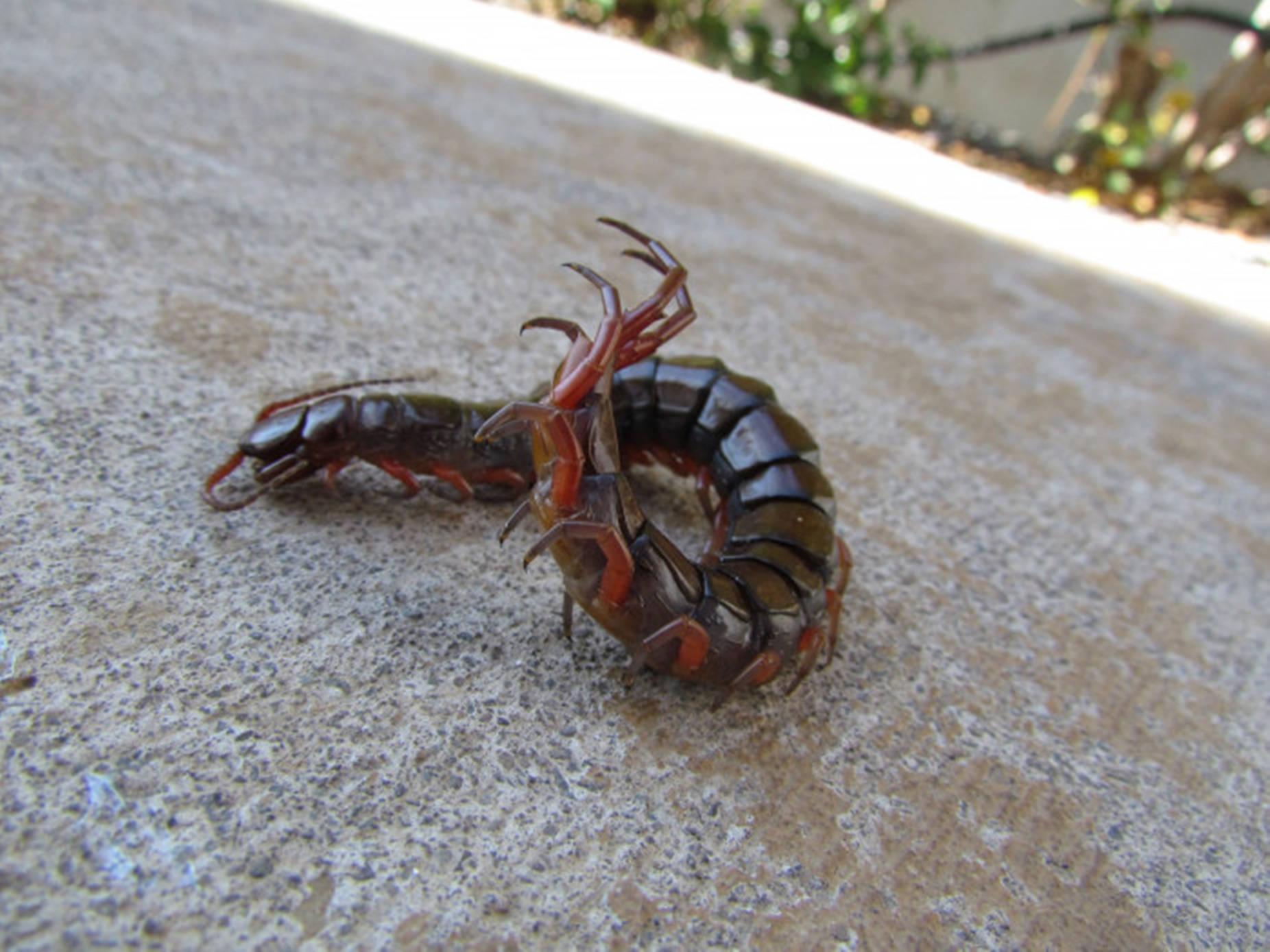 Centipede Black Attack Stance On Concrete Wallpaper