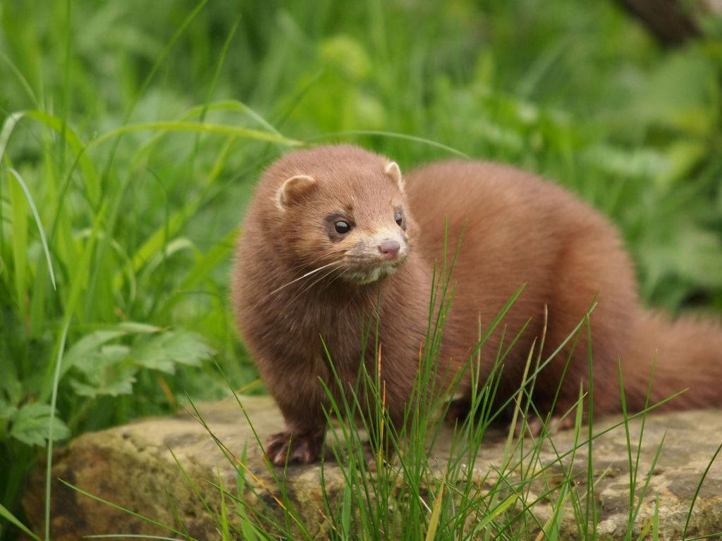 Charming Brown Mink Wallpaper