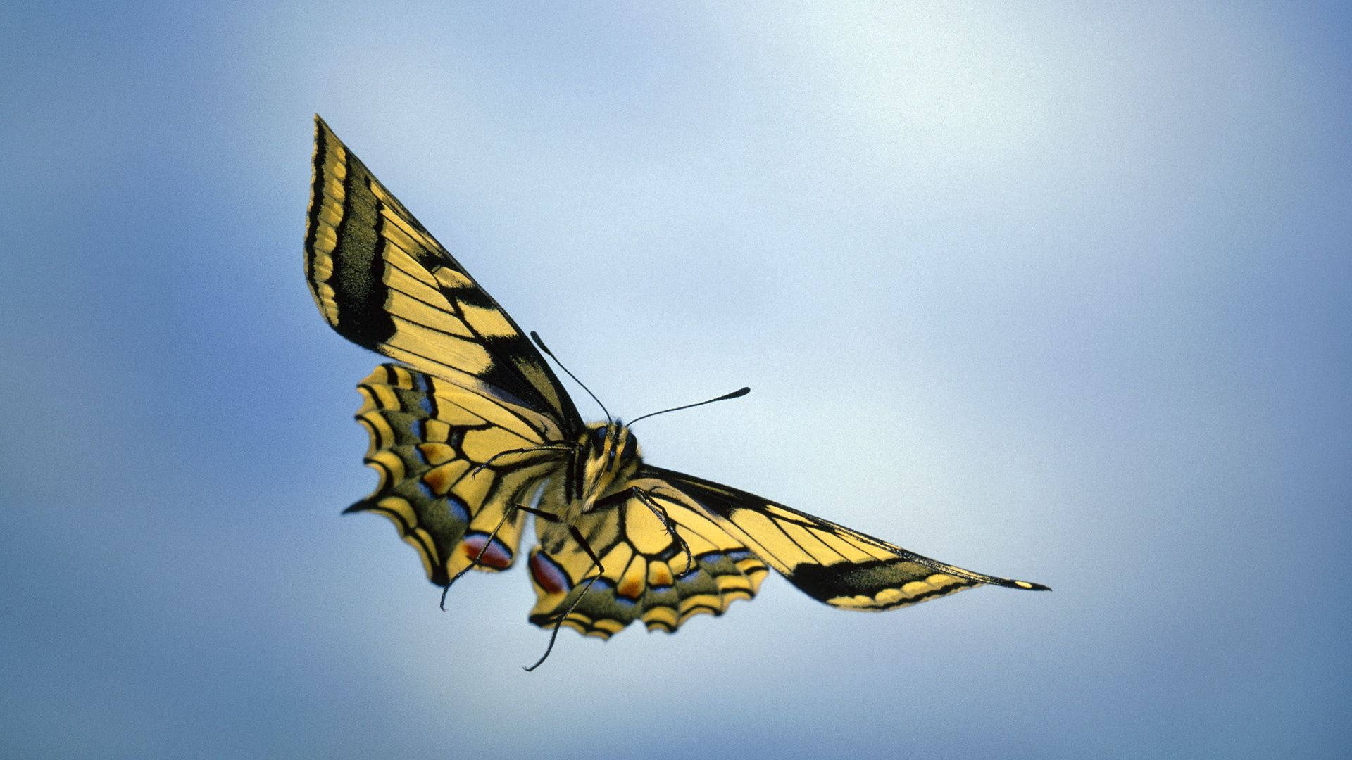 Chasing Butterfly Dreams Wallpaper