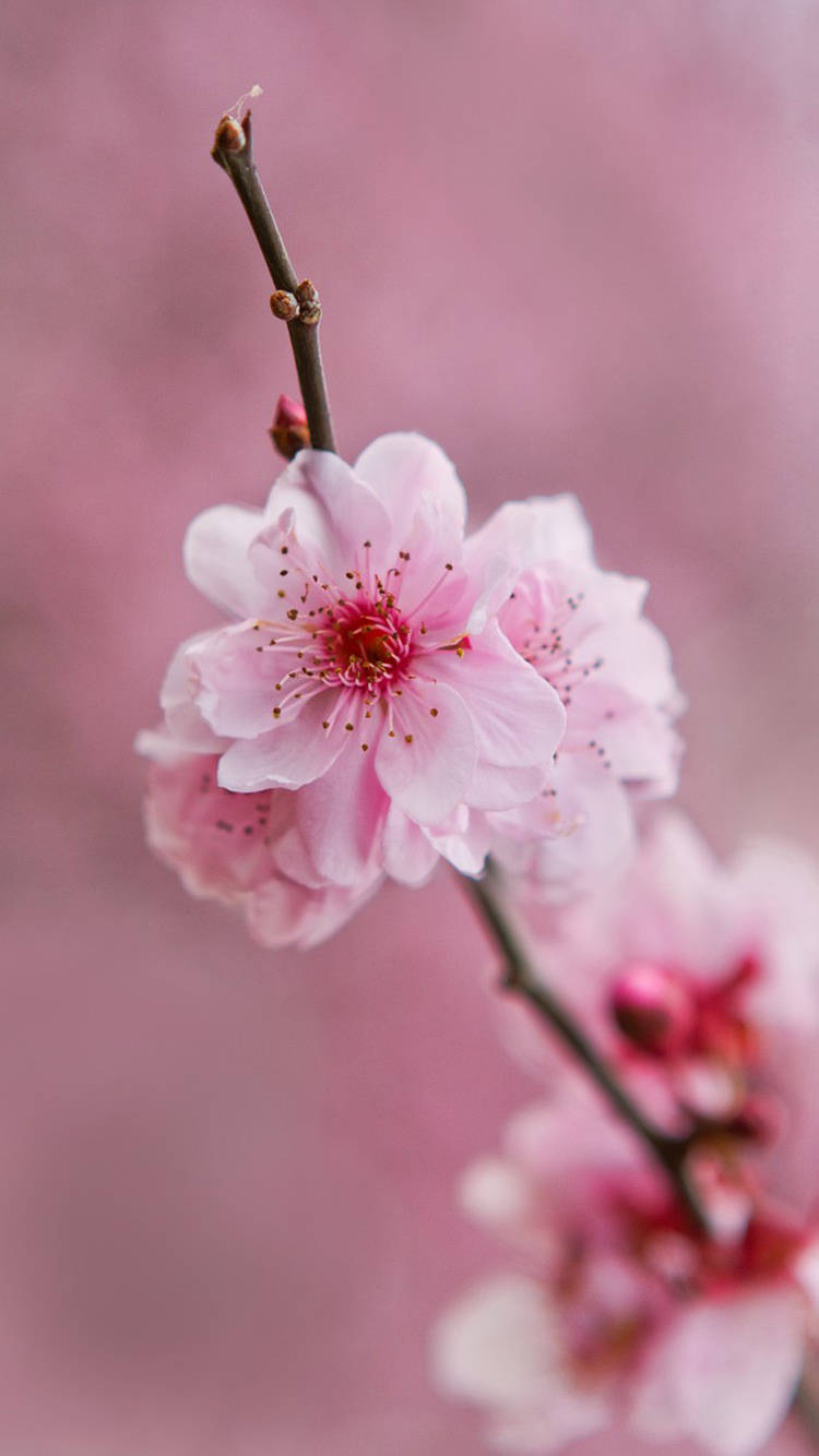 Cherry Blossom Flower Wallpaper