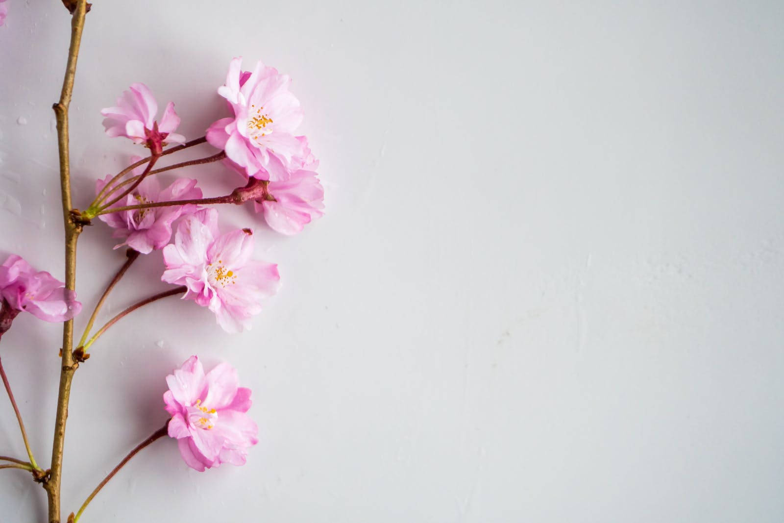 Cherry Blossom In Pastel Pink Aesthetic Wallpaper