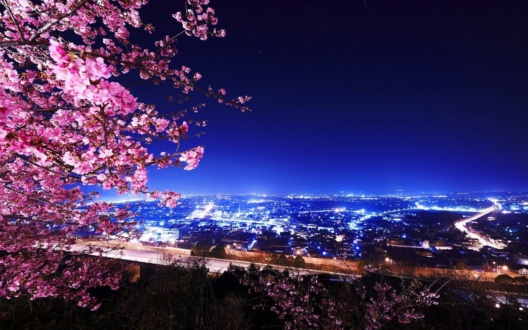 Cherry Blossoms City Night Wallpaper