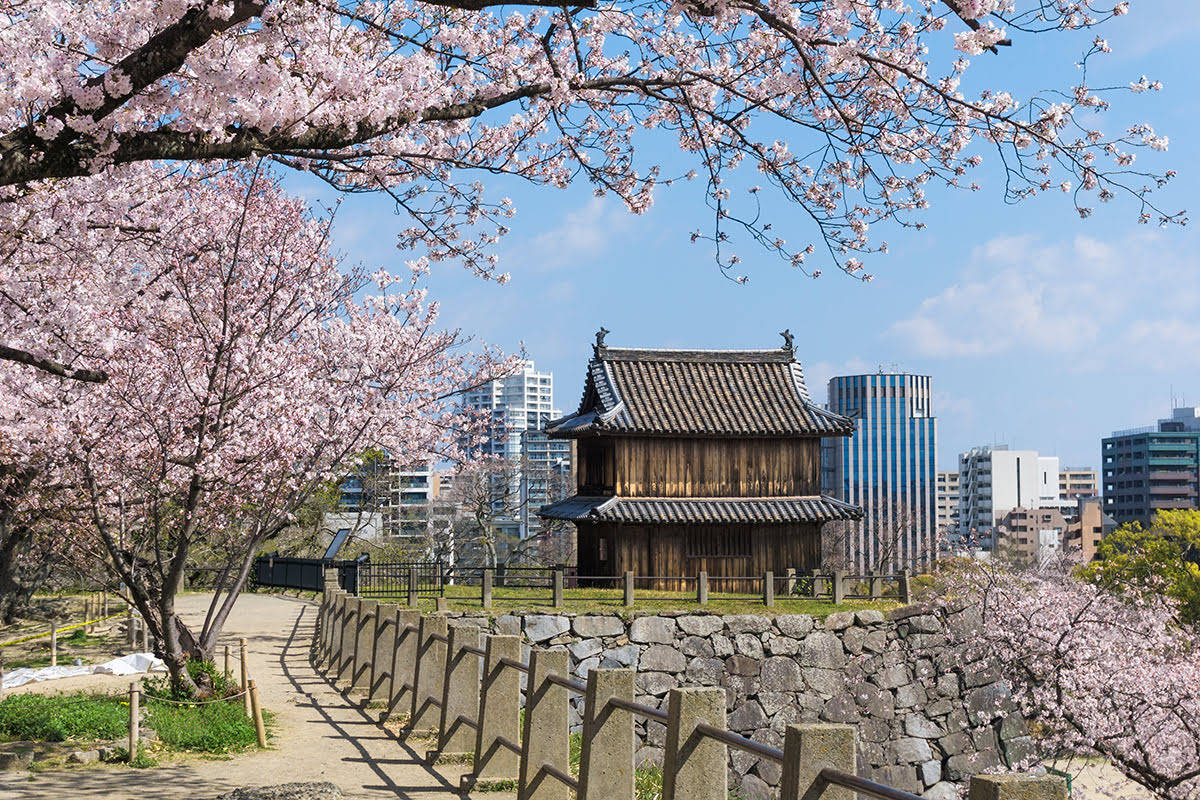 Cherry Blossoms In Fukuoka Wallpaper