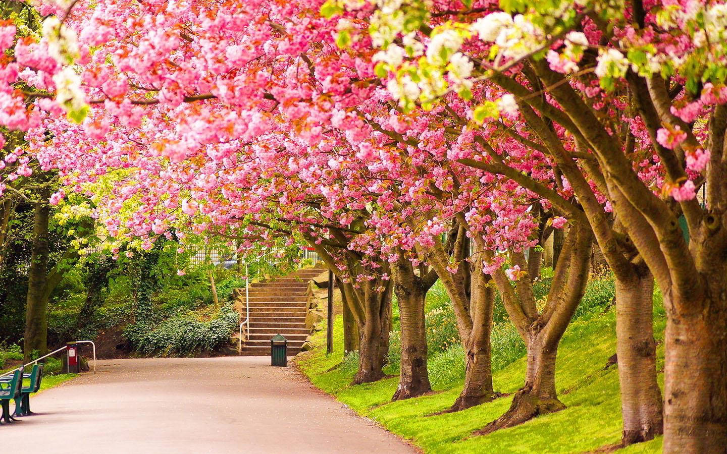 Cherry Blossoms In Spring Wallpaper