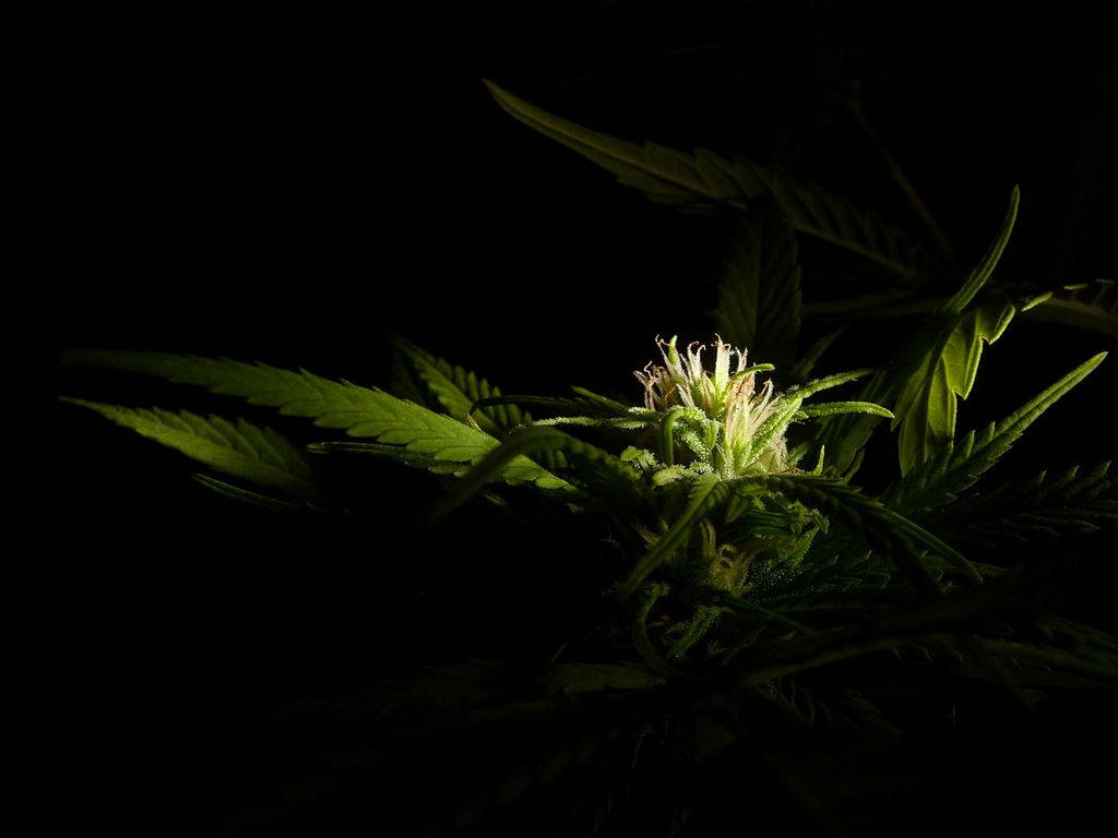 Chiaroscuro Cannabis Flower Wallpaper