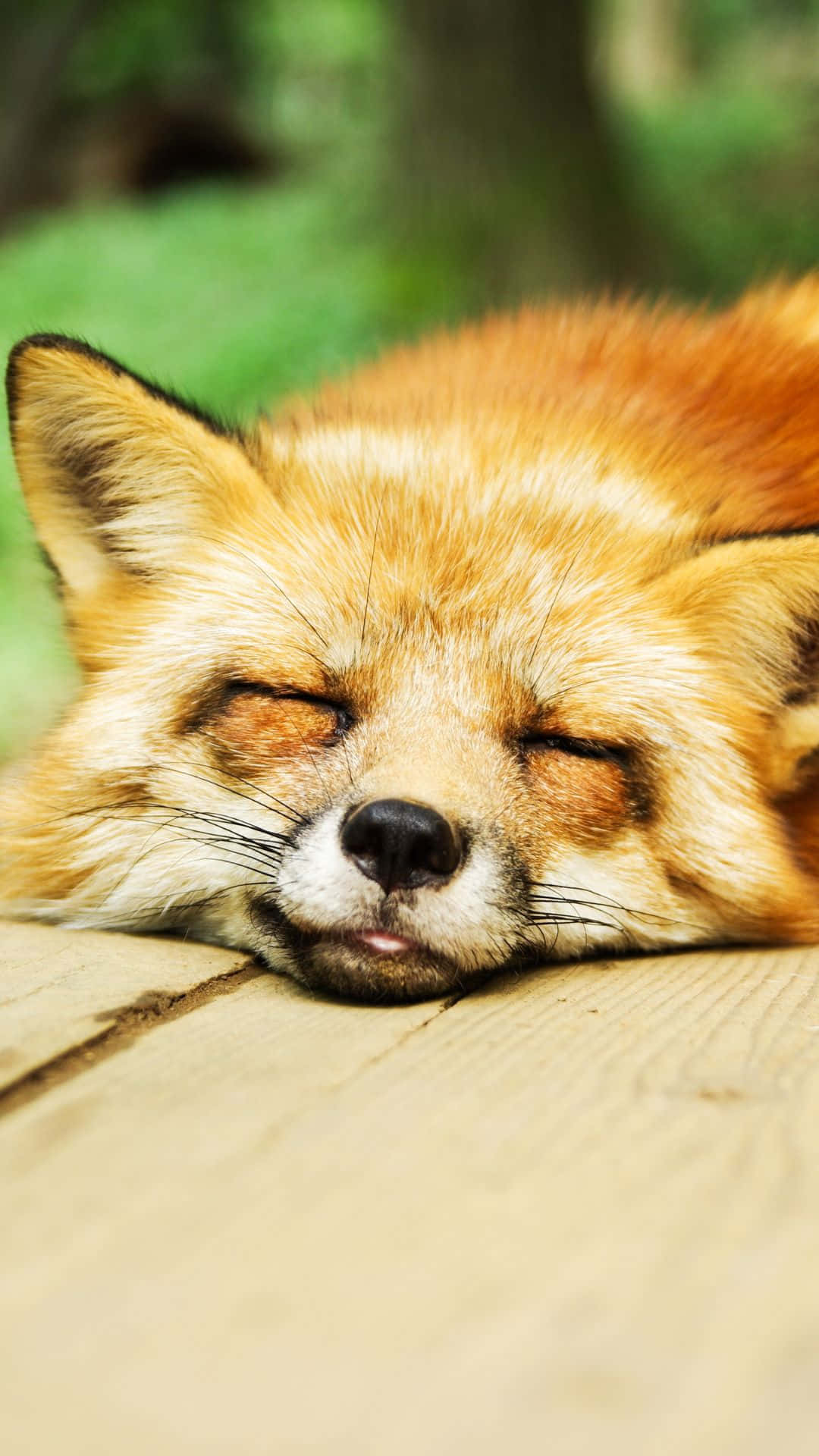 Chilling Out With A Cool Fox Wallpaper