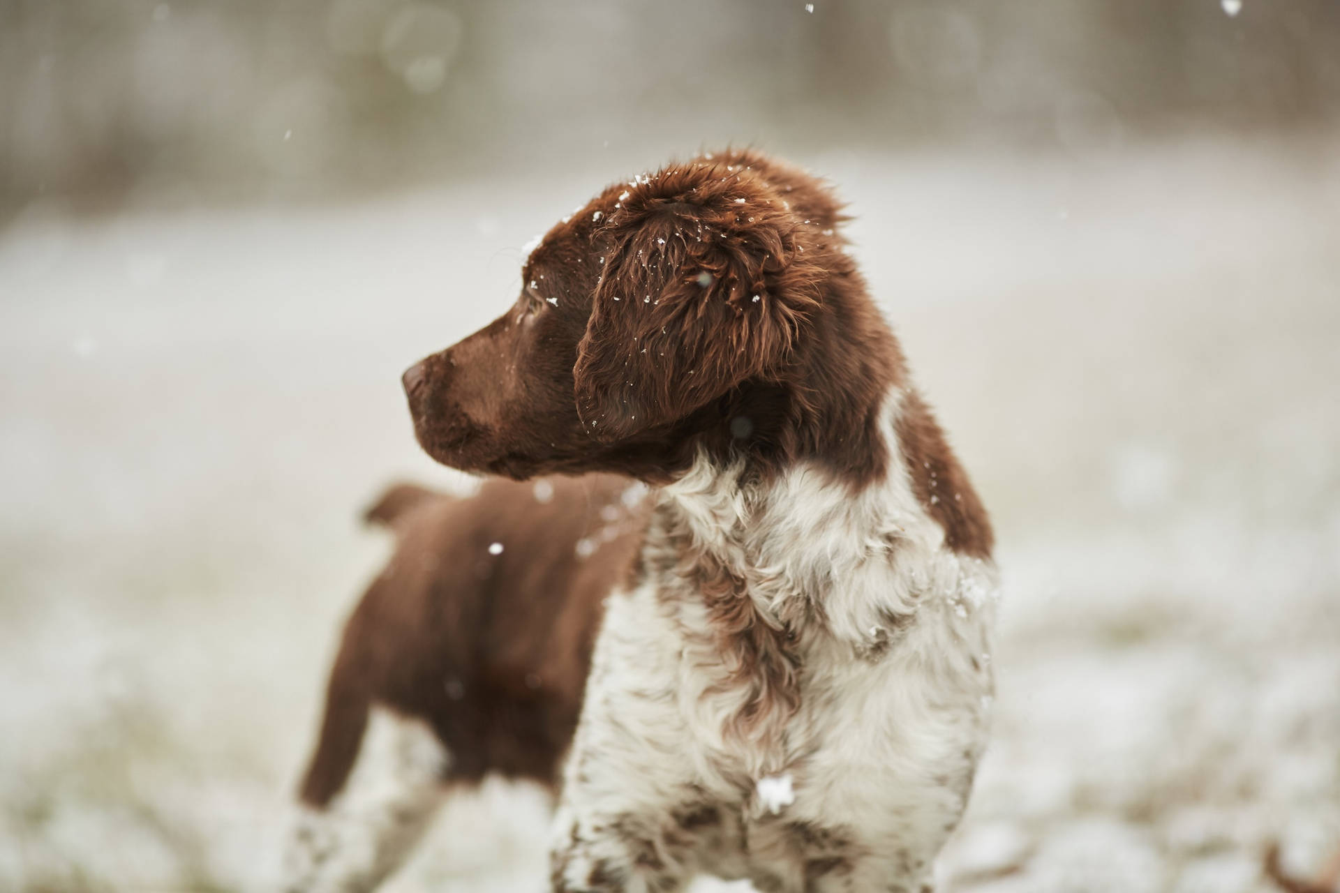 Chocolate Lab Puppy Covered In Snow Wallpaper