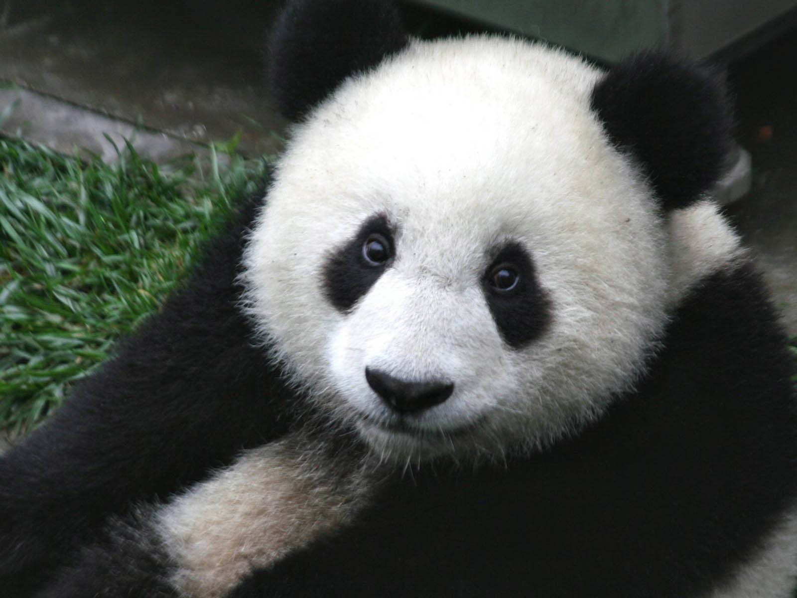 Chubby Panda Close-up Wallpaper