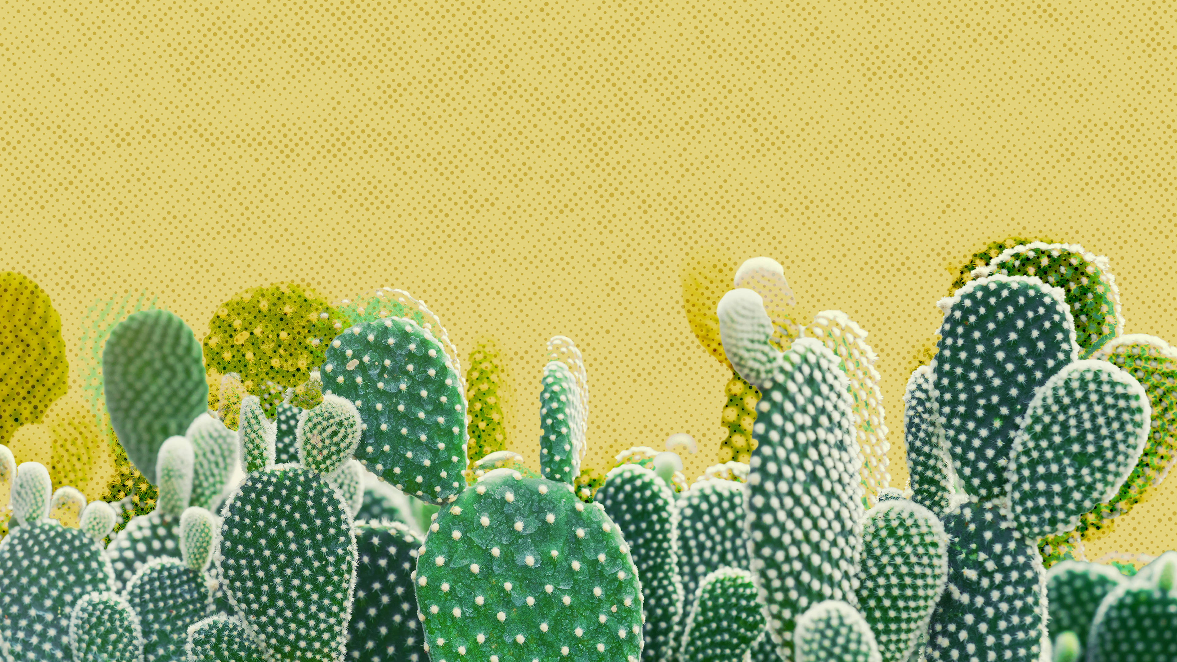 Clean Western Aesthetic Cacti Wallpaper