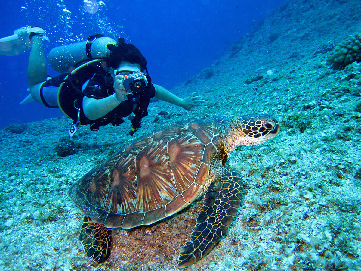 Close Encounter With A Sea Turtle During A Scuba Dive Wallpaper