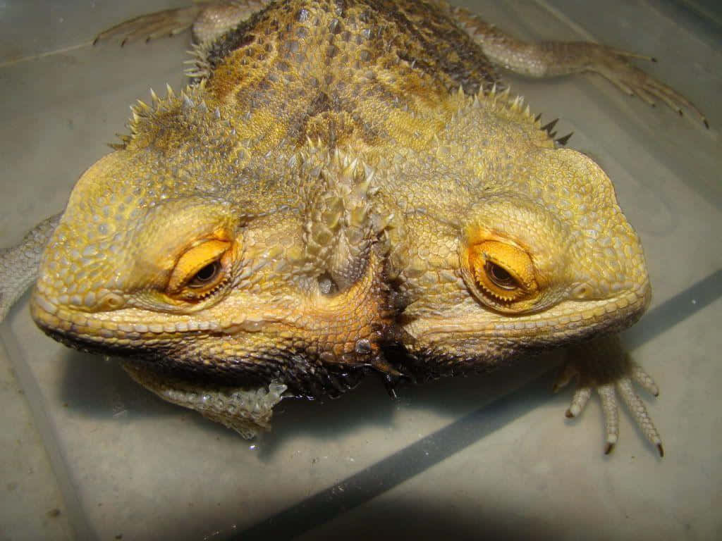 Close Up Bearded Dragon Eyes.jpg Wallpaper