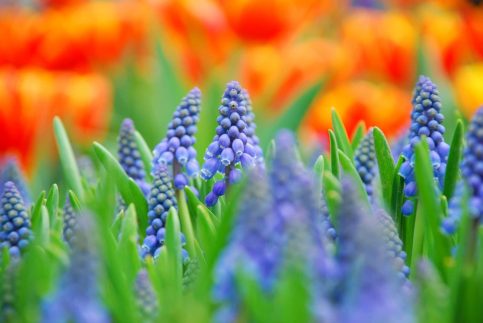 Close-up Blue Grape Hyacinth Flowers Wallpaper