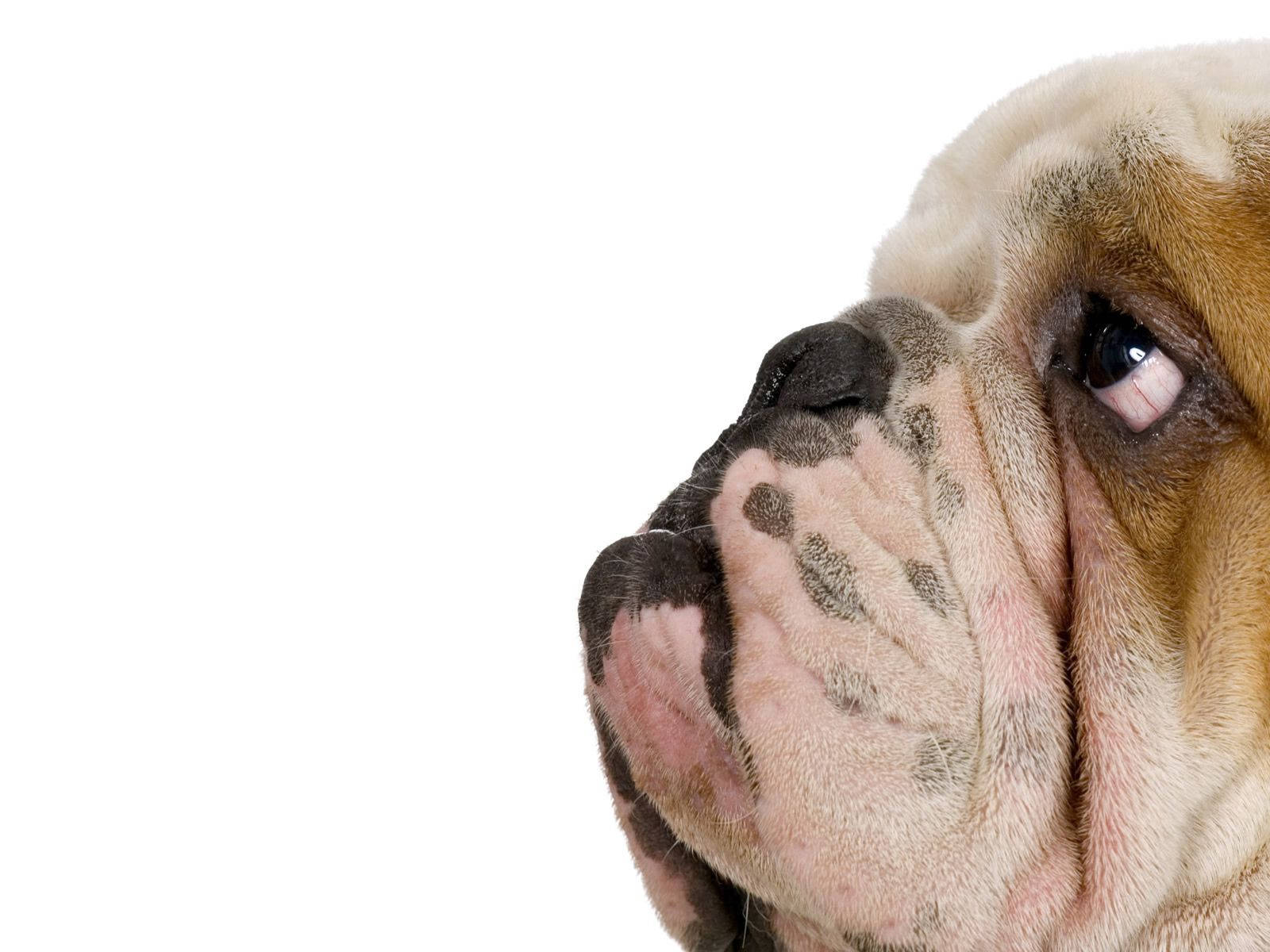 Close Up English Bulldog Wallpaper