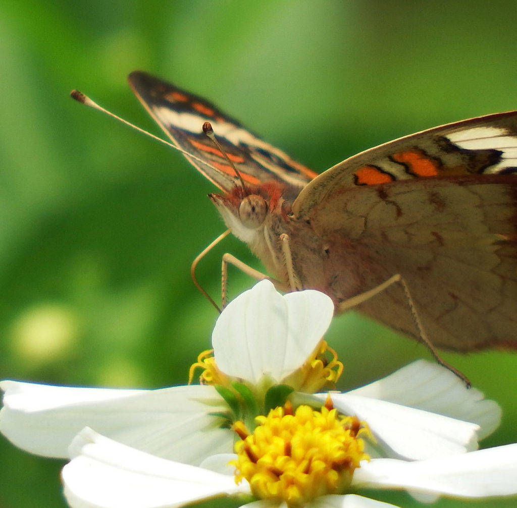 Close-up Eyes Butterfly On Flower Wallpaper