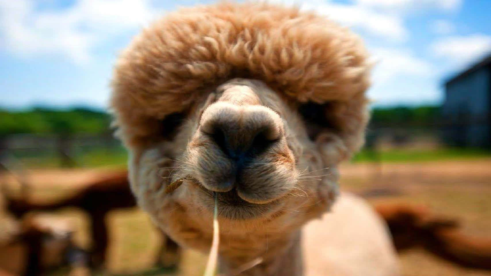 Close Up Llama Chewing Grass.jpg Wallpaper