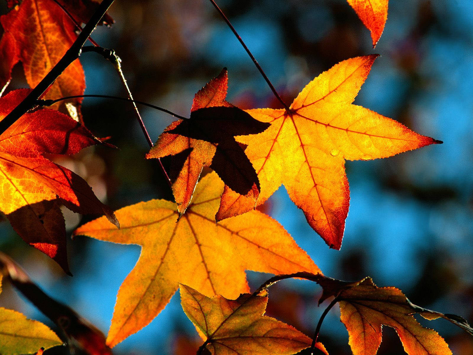 Close-up Maple Leaves Fall Wallpaper