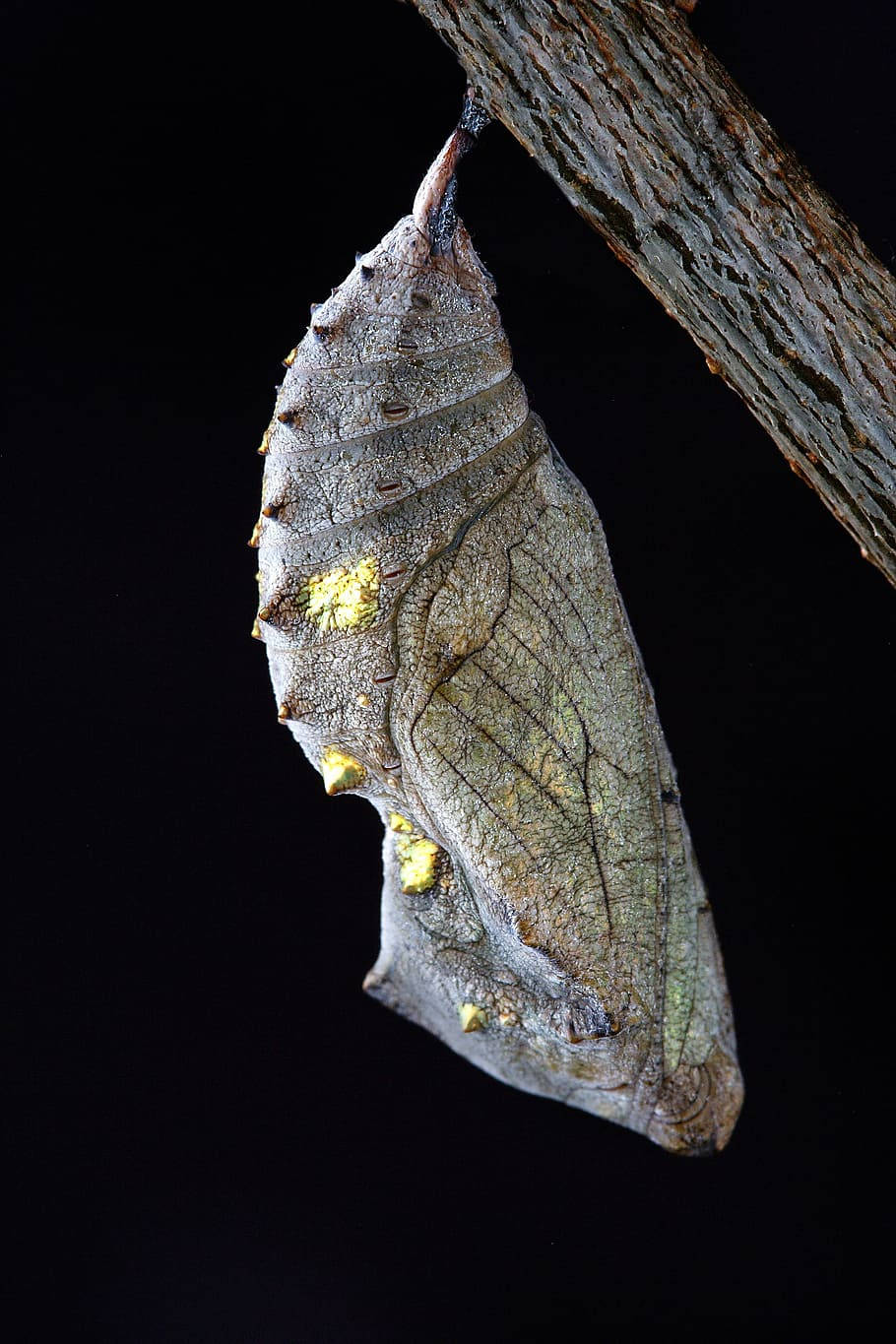 Close-up Of A Pupa In A Silk Cocoon Wallpaper