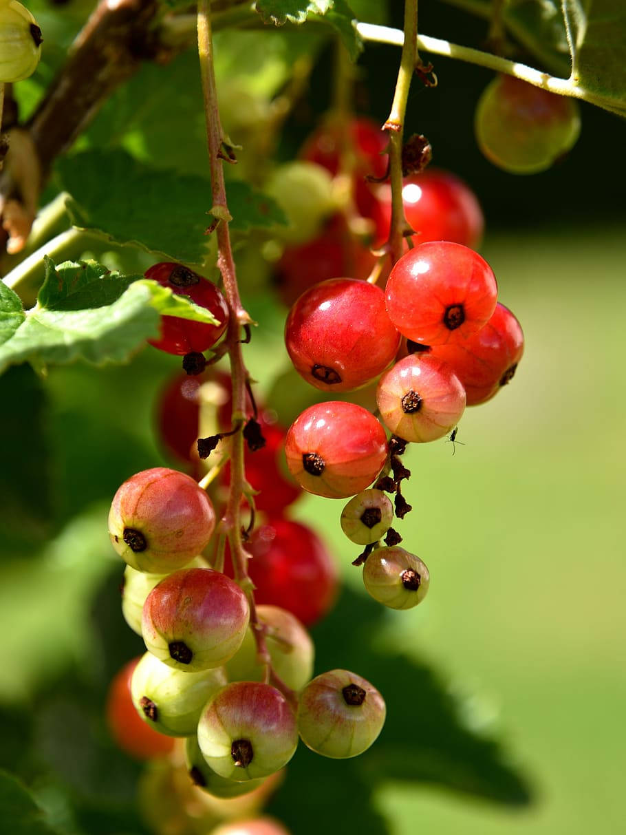 Close-up Of Currant Fruits On A Bush Wallpaper